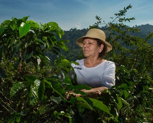 Cultivo justo - Perú